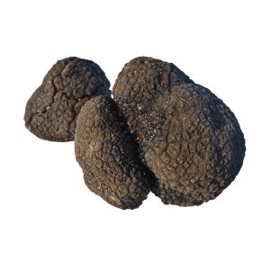 Tartufo nero Pregiato Tuber Melanosporum